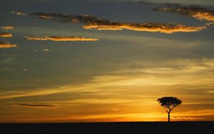 Preview wallpaper tree, outlines, evening, clouds, lonely, horizon