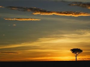 Preview wallpaper tree, outlines, evening, clouds, lonely, horizon