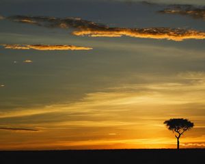 Preview wallpaper tree, outlines, evening, clouds, lonely, horizon