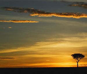 Preview wallpaper tree, outlines, evening, clouds, lonely, horizon