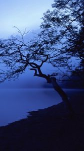 Preview wallpaper tree, outlines, lake, night, surface of the water