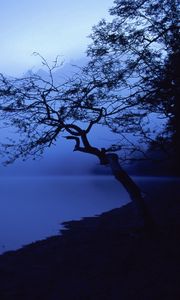 Preview wallpaper tree, outlines, lake, night, surface of the water