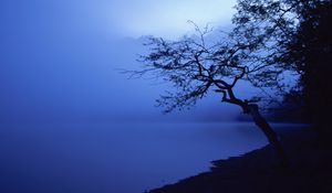 Preview wallpaper tree, outlines, lake, night, surface of the water