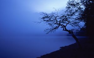 Preview wallpaper tree, outlines, lake, night, surface of the water