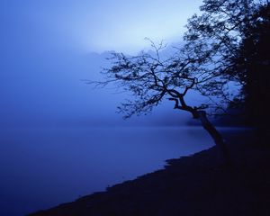 Preview wallpaper tree, outlines, lake, night, surface of the water