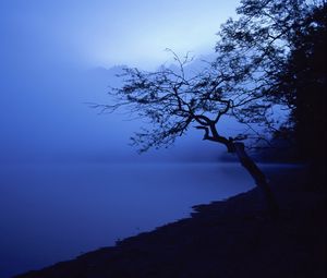 Preview wallpaper tree, outlines, lake, night, surface of the water