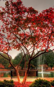 Preview wallpaper tree, park, bench, fountain, streams, autumn