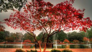 Preview wallpaper tree, park, bench, fountain, streams, autumn
