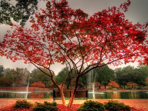 Preview wallpaper tree, park, bench, fountain, streams, autumn