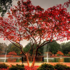 Preview wallpaper tree, park, bench, fountain, streams, autumn