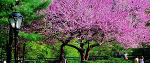 Preview wallpaper tree, park, city, flowers