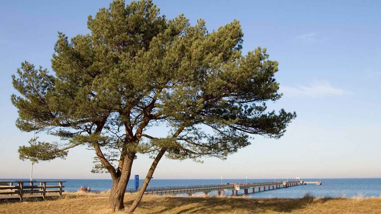 Wallpaper tree, pier, sea, coast, protection, autumn