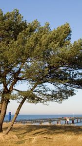 Preview wallpaper tree, pier, sea, coast, protection, autumn