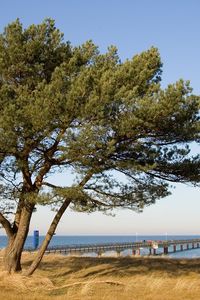 Preview wallpaper tree, pier, sea, coast, protection, autumn