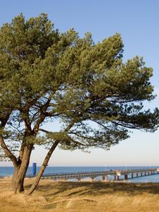 Preview wallpaper tree, pier, sea, coast, protection, autumn