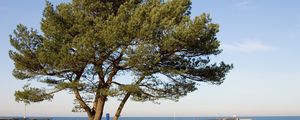 Preview wallpaper tree, pier, sea, coast, protection, autumn