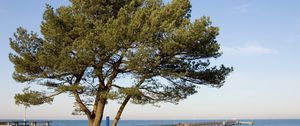 Preview wallpaper tree, pier, sea, coast, protection, autumn