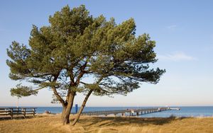 Preview wallpaper tree, pier, sea, coast, protection, autumn