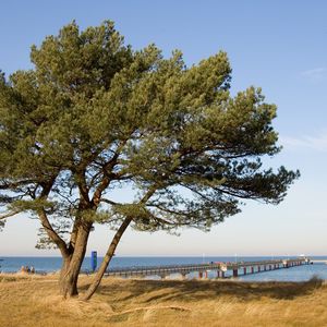 Preview wallpaper tree, pier, sea, coast, protection, autumn