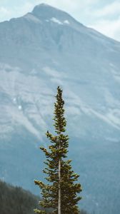Preview wallpaper tree, pine, conifer, plant, mountains