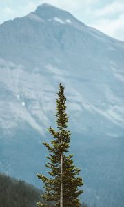 Preview wallpaper tree, pine, conifer, plant, mountains
