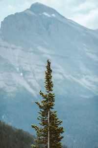 Preview wallpaper tree, pine, conifer, plant, mountains