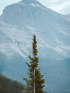 Preview wallpaper tree, pine, conifer, plant, mountains