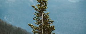 Preview wallpaper tree, pine, conifer, plant, mountains