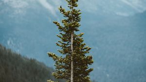 Preview wallpaper tree, pine, conifer, plant, mountains