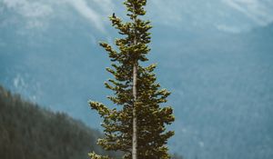 Preview wallpaper tree, pine, conifer, plant, mountains