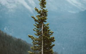 Preview wallpaper tree, pine, conifer, plant, mountains