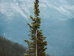 Preview wallpaper tree, pine, conifer, plant, mountains