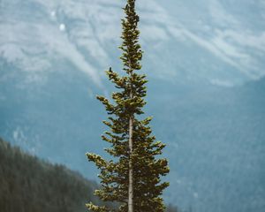 Preview wallpaper tree, pine, conifer, plant, mountains