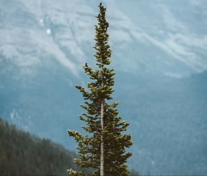 Preview wallpaper tree, pine, conifer, plant, mountains