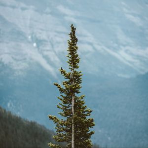 Preview wallpaper tree, pine, conifer, plant, mountains