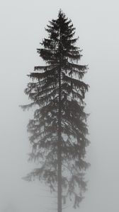 Preview wallpaper tree, pine, fog, gloomy, gray