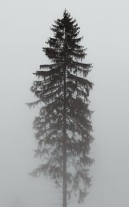 Preview wallpaper tree, pine, fog, gloomy, gray