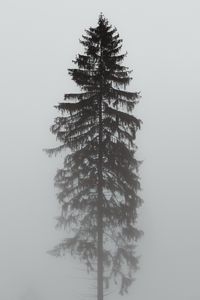 Preview wallpaper tree, pine, fog, gloomy, gray