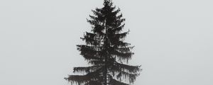 Preview wallpaper tree, pine, fog, gloomy, gray