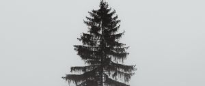 Preview wallpaper tree, pine, fog, gloomy, gray