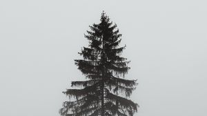 Preview wallpaper tree, pine, fog, gloomy, gray