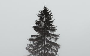 Preview wallpaper tree, pine, fog, gloomy, gray