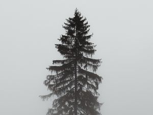 Preview wallpaper tree, pine, fog, gloomy, gray