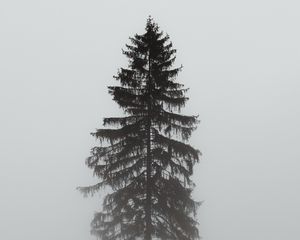 Preview wallpaper tree, pine, fog, gloomy, gray