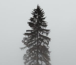 Preview wallpaper tree, pine, fog, gloomy, gray