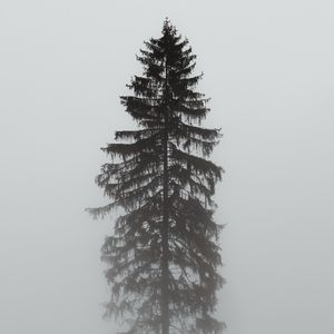 Preview wallpaper tree, pine, fog, gloomy, gray