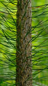 Preview wallpaper tree, pine, needles, green