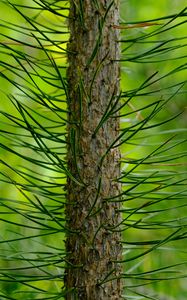 Preview wallpaper tree, pine, needles, green