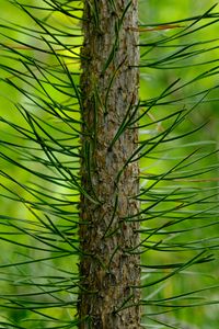 Preview wallpaper tree, pine, needles, green