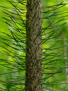 Preview wallpaper tree, pine, needles, green